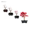 Bonsai - Bonsai baum Japanischer Fächerahorn - Acer (Ahorn) Produktbild-Vorschau 2