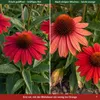 Stauden Gänge 1 x Echinacea purpurea 'Lakota Red' - Roter Produktbild-Vorschau 7