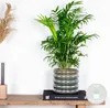 Bloomique - Chamaedorea Elegans - Bergpalme - Produktbild-Vorschau 2
