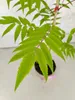 Rhus typhina, fluweelboom, hoogte 80 cm, pot van 2 liter Productafbeelding-voorbeeld 4
