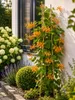 Echtes Geißblatt 60-80 cm – Lonicera tellmanniana | Produktbild-Vorschau 3