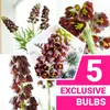 Kaiserkronen Knollen Mehrjährig - Fritillaria Persica Produktbild-Vorschau 1