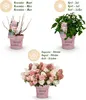 Hydrangea panniculata Groundbreaker Blush -Greeny - Ruby - Podgląd zdjęcia produktu 4