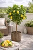 Albero di limone 'Interdonato' 100-140 cm incl. vaso - Vero Anteprima dell’immagine prodotto 1