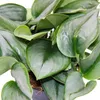 Mondschein-Efeutute - Scindapsus pictus 'Moonlight' - 12cm Produktbild-Vorschau 2