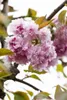 Prunus serrulata 'Kanzan', Japanische Blütenkirsche, rosa, Produktbild-Vorschau 5
