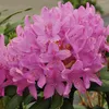 Rhododendron 'Roseum Elegans' | 40-50 cm, en pot Voir les images du produit 1