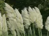 A close-up view of several tall, feathery white pampas grass plumes swaying in the wind against a dark green leafy background. Produktbild-Vorschau