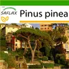 SAFLAX - Stredomorská borovica - Pinus pinea - 6 Semená - S Náhľad obrázku produktu 10