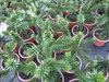 Araucaria araucana -  Andentanne - chilenische Schmucktanne Produktbild-Vorschau 3