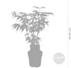 Bloomique - Acer Palmatum Atropurpureum - Klon palmowy - Podgląd zdjęcia produktu 4
