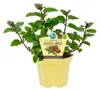 Schoko-Minze- Mentha x piperita - Kräuterpflanze im 12cm Produktbild-Vorschau 1