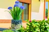 A decorative planter with blue flowers sits on a patio next to a building. Náhled obrázku produktu