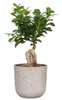 Scheurich La Natura, Blumentopf aus Keramik,  Farbe: Produktbild-Vorschau 2