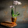 KADAX vaso da fiori "Menfi", vaso da fiori per orchidea, Anteprima dell’immagine prodotto 5