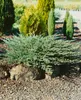 Juniperus procumbens 'Nana', Kriech-Wacholder, 20–25 cm Produktbild-Vorschau 13