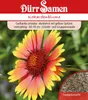 Kokardenblume | Kokardenblumensamen von Dürr Samen Produktbild-Vorschau 1