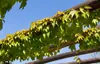 Parthenocissus tricuspidata 'Veitchii', Wilder Wein, 40–60 Produktbild-Vorschau 3