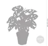 Bloomique - Monstera Adansonii - Monkey Leaf - Plante Voir les images du produit 5