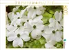 Calvendo Blumen-Hartriegel 1000 Teile Puzzle quer Produktbild-Vorschau 3