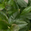 A close-up view of lush green leaves. Produktbild-Vorschau