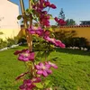 A clematis plant with multiple pink and purple flowers is growing on a trellis in a garden with a green lawn and a yellow wall in the background. Produktbild-Vorschau