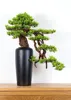 Pokojová dekorativní bonsai ve váze - Borovice (PN-30) Náhled obrázku produktu 1