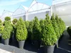 2 Stück Ilex crenata Caroline Upright Pyramide 130 - 150 cm Produktbild-Vorschau 4