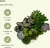 Sukkulenten Mix Everspring  - 18 Stück - 10 cm - Ø8,5 - 9 Produktbild-Vorschau 9
