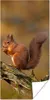 MuchoWow® Poster Eichhörnchen - Baumstamm - Wald 60x120 cm Produktbild-Vorschau 1