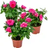3er-Set - Topfrosen Rosa - Für drinnen und draußen - Produktbild-Vorschau 1
