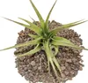 Tillandsia brachycaulos multiflora - pianta di grandi Anteprima dell’immagine prodotto 2