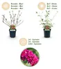 Green boutiQ - Gartenpflanze - Buddleja davidii Royal Red - Produktbild-Vorschau 4