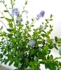 Ceanothus Impressus Säckelblume " Victoria " Hochstamm Produktbild-Vorschau 4