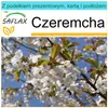 SAFLAX - Zestaw prezentowy - Czeremcha - 10 Nasiona - Z Podgląd zdjęcia produktu 5