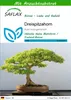 SAFLAX - Dreispitzahorn - Acer buergerianum - 30 Samen - Produktbild-Vorschau 1