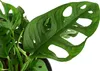 Dehner Fensterblatt, Monstera adansonii, in Hydrokultur, Produktbild-Vorschau 2