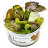 Aquarium Pflanze Echinodorus 'Reni' Tropica 072D TC In Produktbild-Vorschau 1