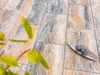 Terrassenplatten DIORA MUSCHELKALK 80/40/5 CM PE3 Produktbild-Vorschau 3