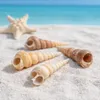 Seashells and a starfish on a sandy beach with the ocean in the background. Produktbild-Vorschau