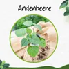 Enseleits 3er Set Andenbeere (Physalis peruviana), frische Produktbild-Vorschau 3