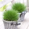 6 Pflanzen Bärenfellgras, Festuca gautieri, winterhart, 9 Produktbild-Vorschau 2