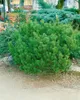 A close-up of a green pine bush in a garden setting. Produktbild-Vorschau