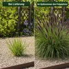 Stauden Gänge 1 x Pennisetum alopecuroides 'Black Beauty' Produktbild-Vorschau 4