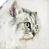 ARTland Poster Katzenporträt weiß Größe: 40x40 cm Produktbild-Vorschau 1
