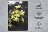 MuchoWow® Mauspad Mousepad Blumen - Gelb - Farben 18x27 cm Produktbild-Vorschau 2