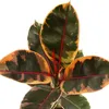Rotbunter Gummibaum - Ficus elastica "Belize" - 17cm Topf Produktbild-Vorschau 2