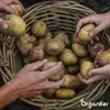 -Saatkartoffeln Vitabella A 28/35 (5 kg) - Organifer Produktbild-Vorschau 9