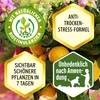 SUBSTRAL® 7391 SUBSTRAL® Eisendünger 250,0 ml Anteprima dell’immagine prodotto 5