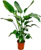 Strelitzia arborea Strelitzia Nicolai, pianta da Anteprima dell’immagine prodotto 1